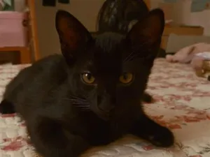 Gato raça SRD-ViraLata idade 2 a 6 meses nome Banguela