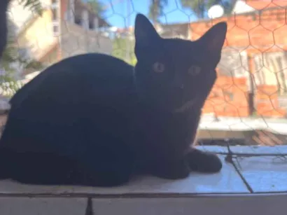 Gato raça SRD-ViraLata idade Abaixo de 2 meses nome Lilith