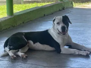 Cachorro raça Pit-Bull idade 2 anos nome Spike