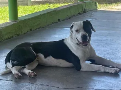 Cachorro raça Pit-Bull idade 2 anos nome Spike