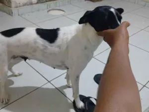 Cachorro raça SRD-ViraLata idade 2 anos nome vitória 