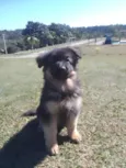 Lulu