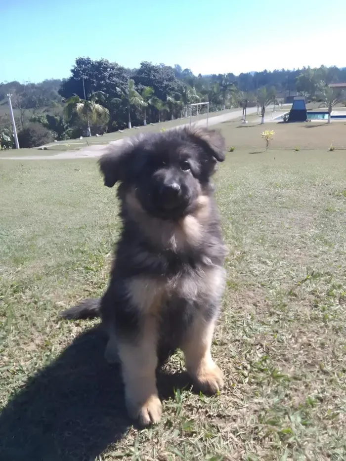 Cachorro raça Pastor Alemão idade 2 a 6 meses nome Lulu