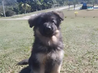 Cachorro raça Pastor Alemão idade 2 a 6 meses nome Lulu