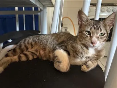 Gato raça SRD-ViraLata idade 1 ano nome Charlotte