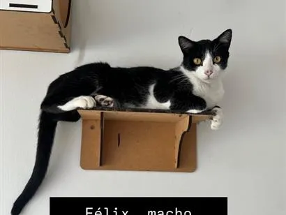 Gato raça SRD-ViraLata idade 2 anos nome Félix