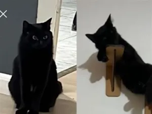 Gato raça SRD-ViraLata idade 1 ano nome Cléo