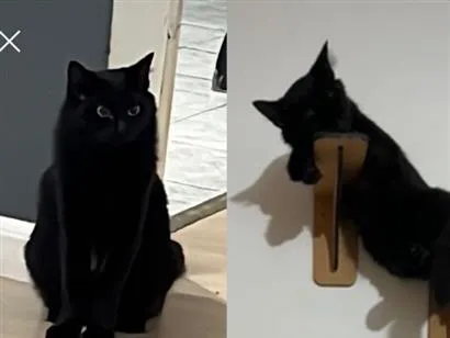 Gato raça SRD-ViraLata idade 1 ano nome Cléo