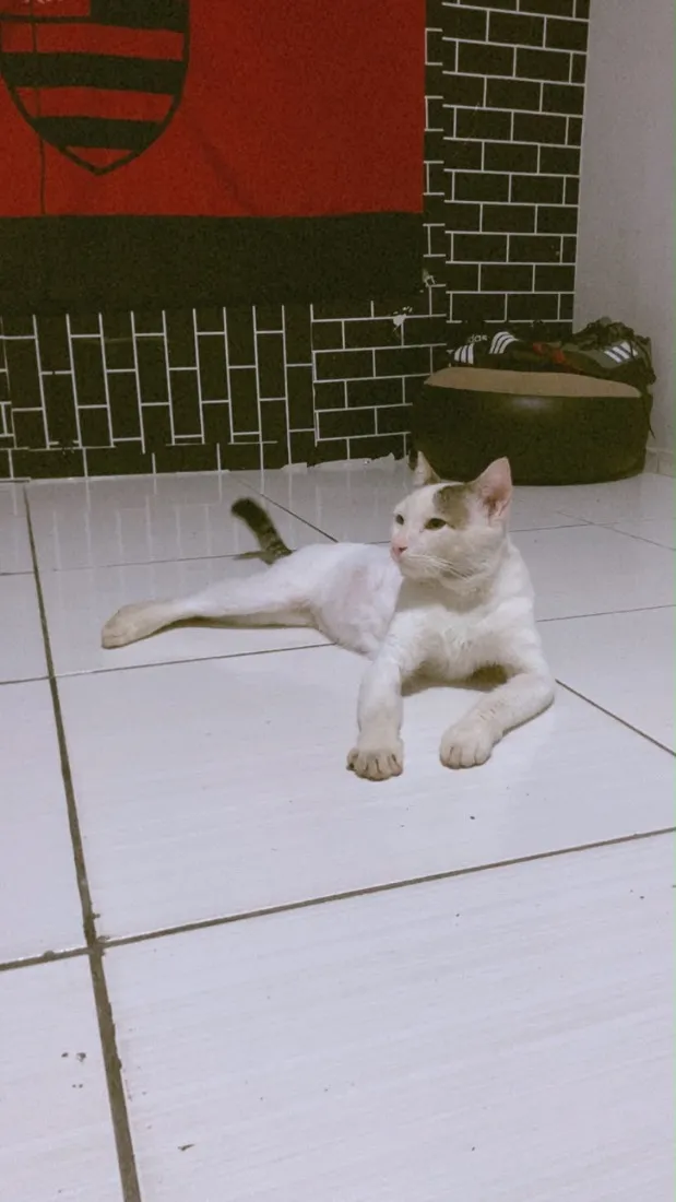 Gato raça SRD-ViraLata idade 1 ano nome Ze felipe 
