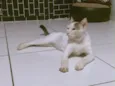 Ze felipe 