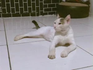 Gato raça SRD-ViraLata idade 1 ano nome Ze felipe 