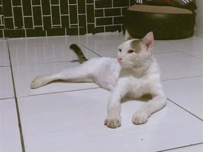 Gato raça SRD-ViraLata idade 1 ano nome Ze felipe 