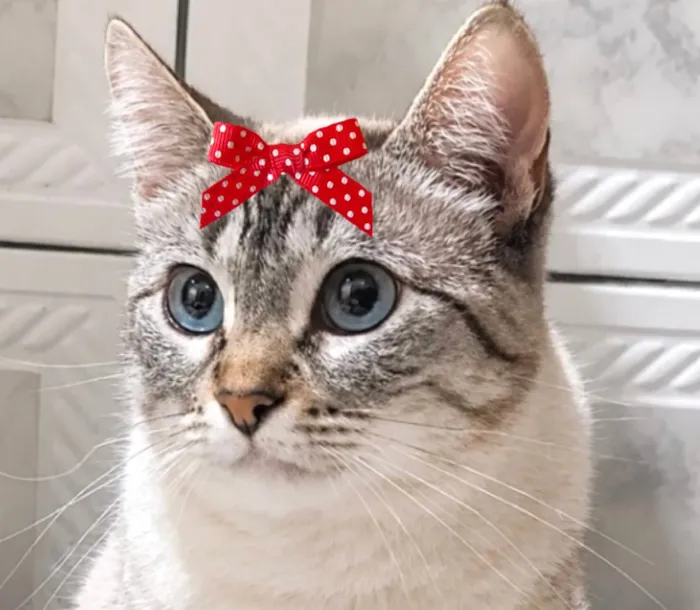 Gato raça SRD-ViraLata idade 1 ano nome Olívia