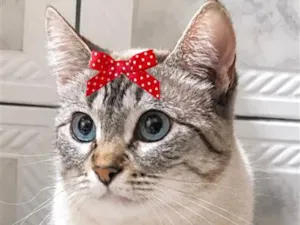 Gato raça SRD-ViraLata idade 1 ano nome Olívia