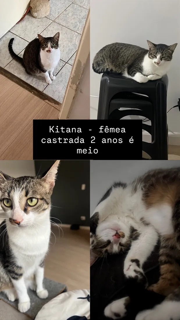 Gato raça SRD-ViraLata idade 2 anos nome Kitana