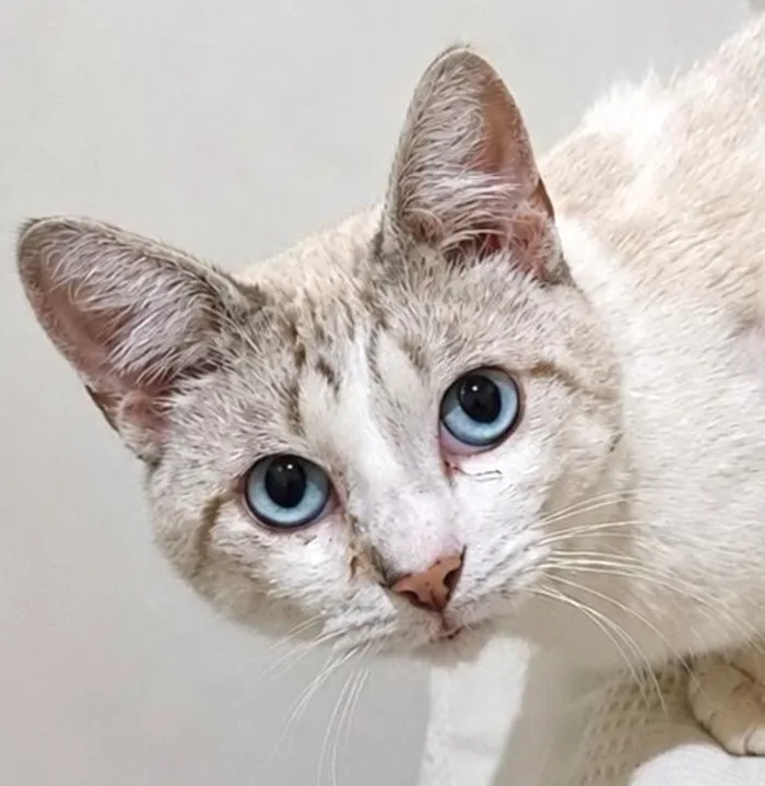 Gato raça SRD-ViraLata idade 1 ano nome Tofu