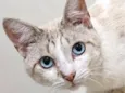 Tofu