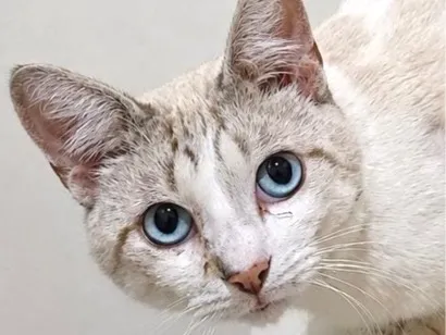Gato raça SRD-ViraLata idade 1 ano nome Tofu
