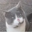Tom