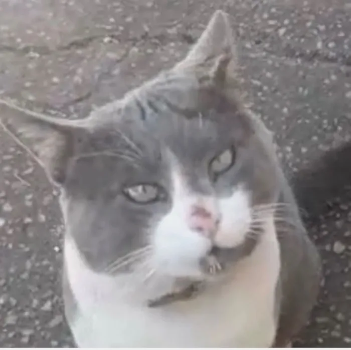 Gato raça SRD-ViraLata idade 1 ano nome Tom