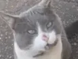 Tom
