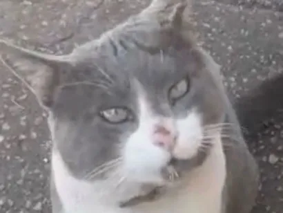 Gato raça SRD-ViraLata idade 1 ano nome Tom