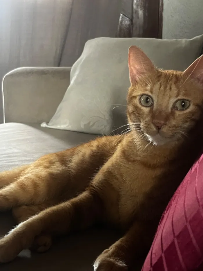 Gato raça SRD-ViraLata idade 5 anos nome Rony 