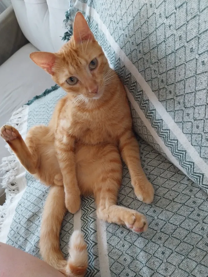 Gato raça SRD-ViraLata idade 5 anos nome Rony 