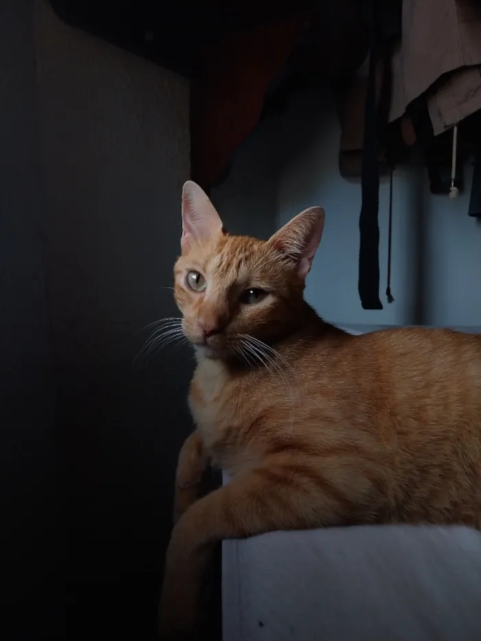 Gato raça SRD-ViraLata idade 5 anos nome Rony 