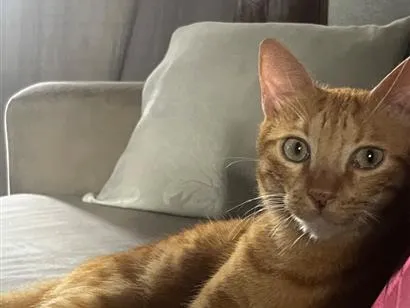 Gato raça SRD-ViraLata idade 5 anos nome Rony 