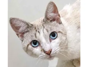 Gato raça SRD-ViraLata idade 1 ano nome Tofu
