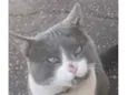 Tom