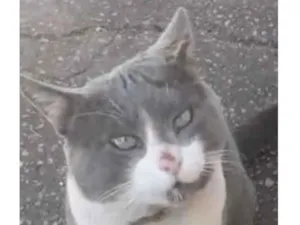 Gato raça SRD-ViraLata idade 1 ano nome Tom