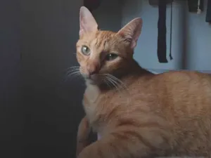 Gato raça SRD-ViraLata idade 5 anos nome Rony 