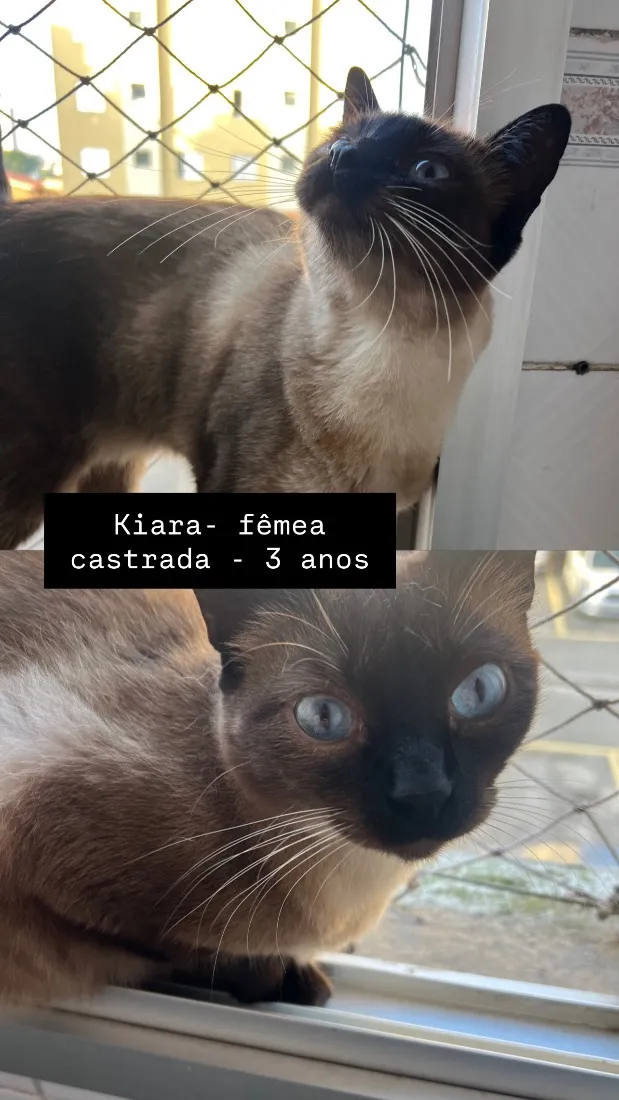 Gato raça SRD-ViraLata idade 3 anos nome Kiara