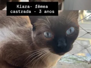 Gato raça SRD-ViraLata idade 3 anos nome Kiara