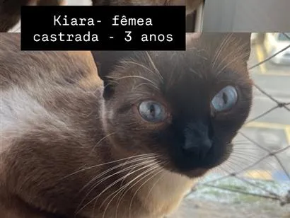 Gato raça SRD-ViraLata idade 3 anos nome Kiara