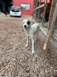 Pirata