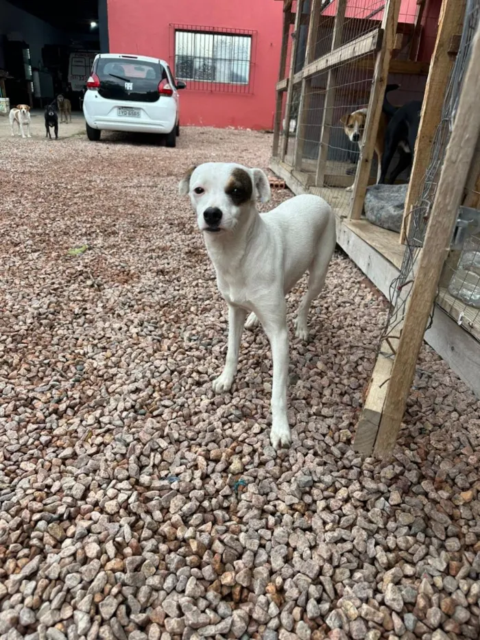 Cachorro raça SRD-ViraLata idade 2 anos nome Pirata