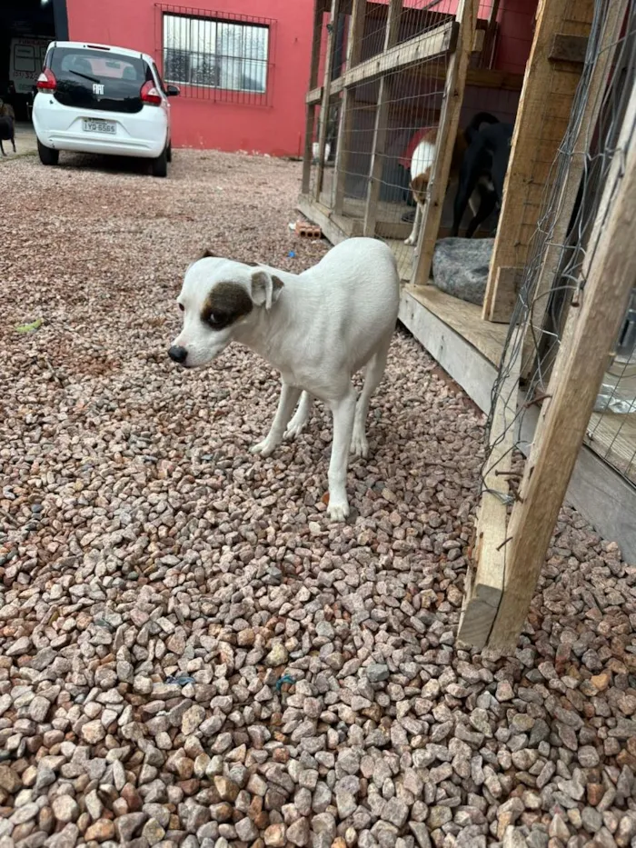 Cachorro raça SRD-ViraLata idade 2 anos nome Pirata