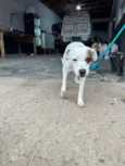 Pirata