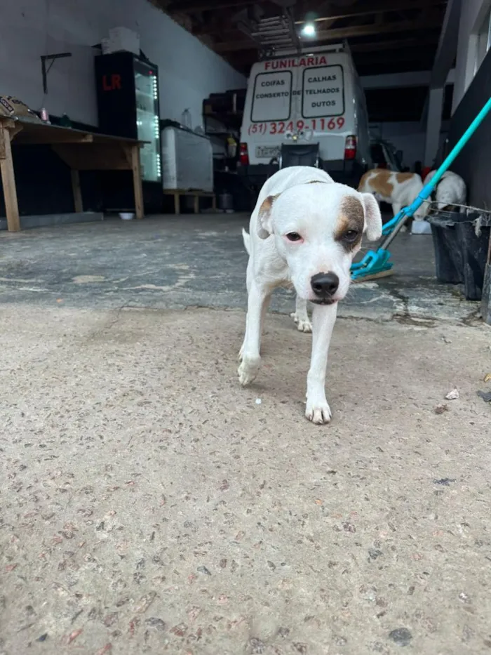 Cachorro raça SRD-ViraLata idade 2 anos nome Pirata