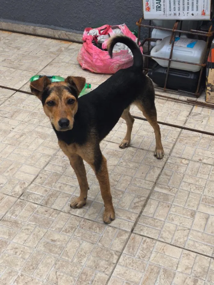 Cachorro raça SRD-ViraLata idade 1 ano nome bob