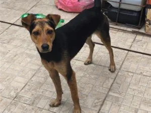 Cachorro raça SRD-ViraLata idade 1 ano nome bob