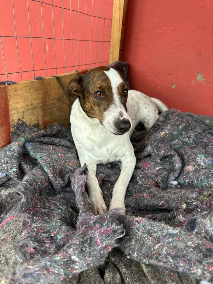 Cachorro raça SRD-ViraLata idade 2 anos nome Branquinha 
