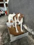 Branquinha 