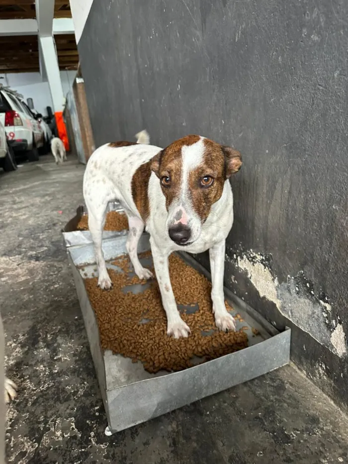 Cachorro raça SRD-ViraLata idade 2 anos nome Branquinha 