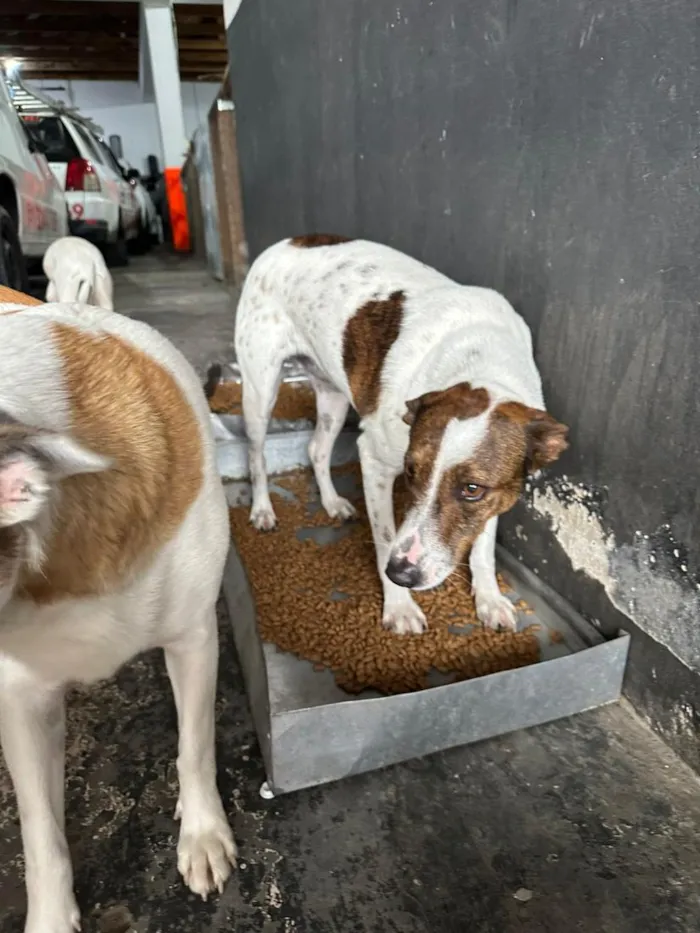Cachorro raça SRD-ViraLata idade 2 anos nome Branquinha 
