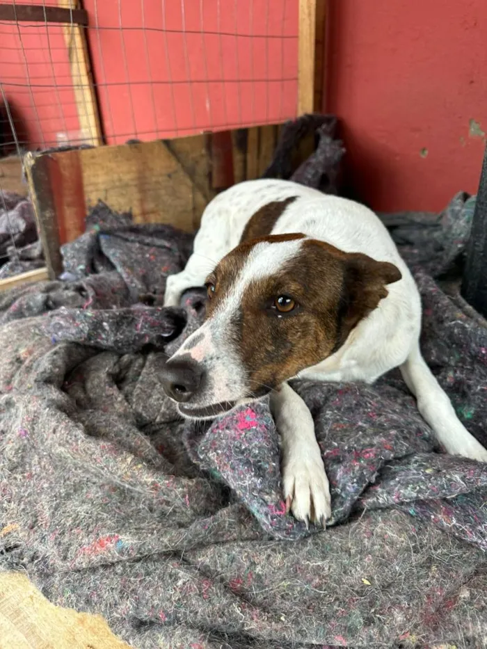 Cachorro raça SRD-ViraLata idade 2 anos nome Branquinha 