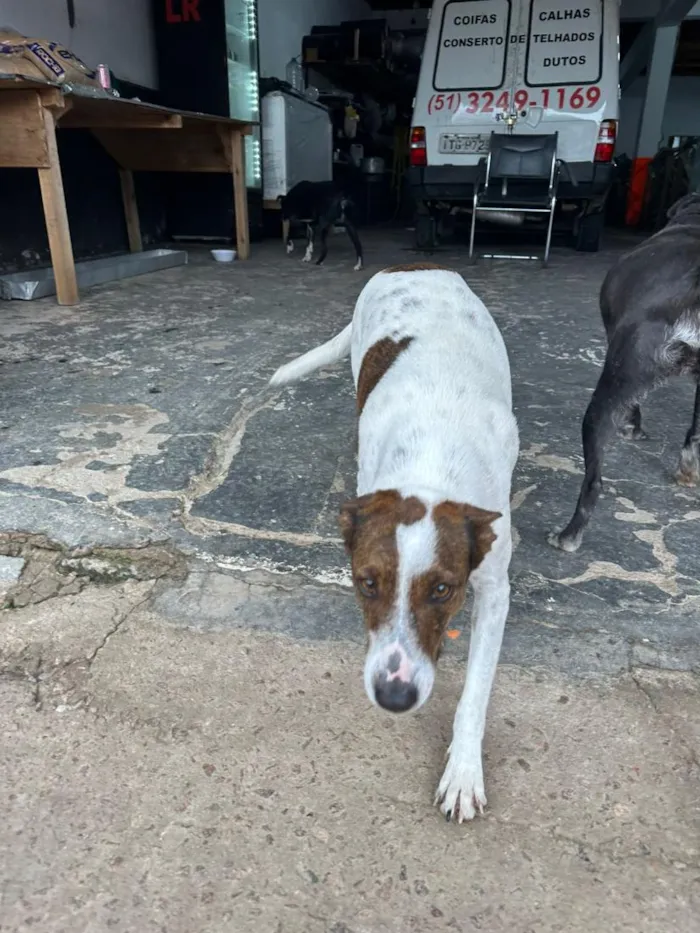 Cachorro raça SRD-ViraLata idade 2 anos nome Branquinha 